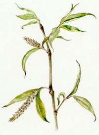Bachblüten Willow Weide
